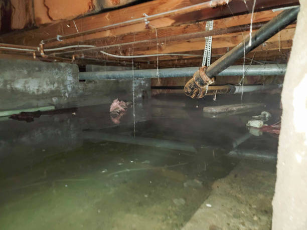Best Basement water damage restoration  in Coal City, WV